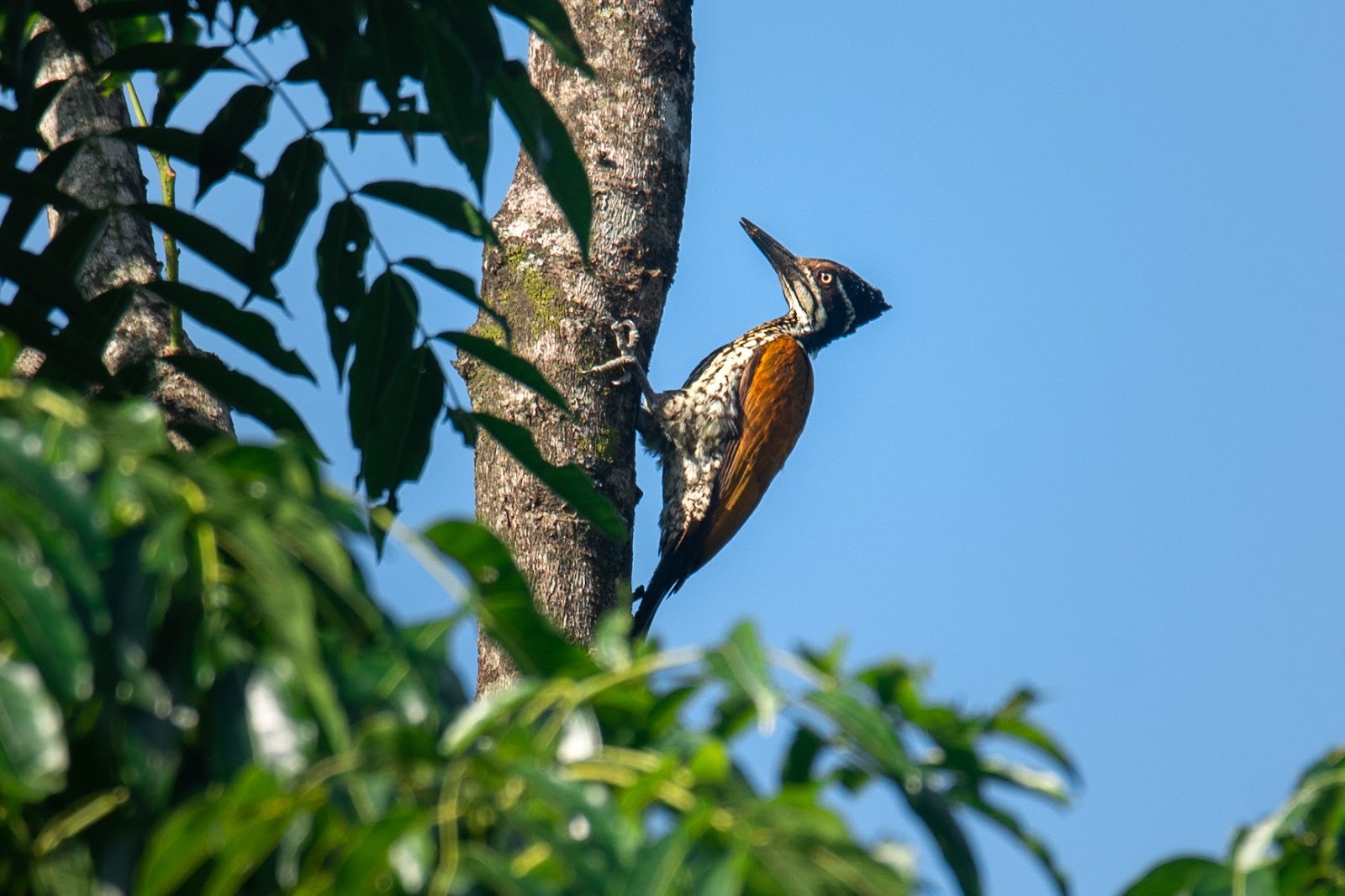 The birds and the trees