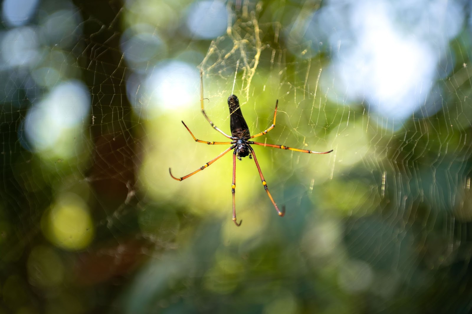 Spiders are among most effective predators of plant pests