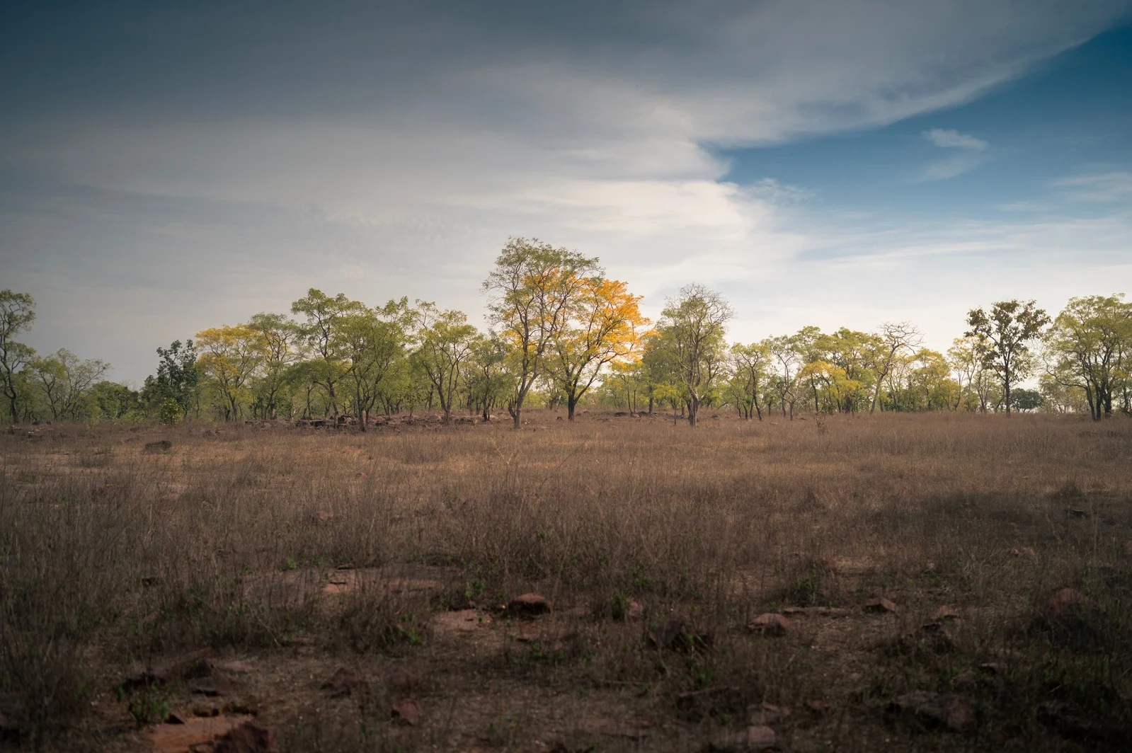 From Quarry to Canopy